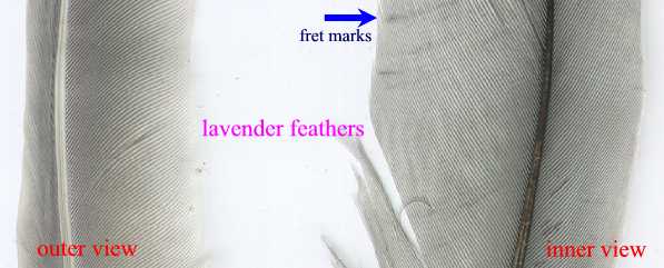 lavender feathers