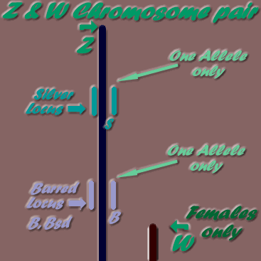 Female sex Chromosomes- Z & W