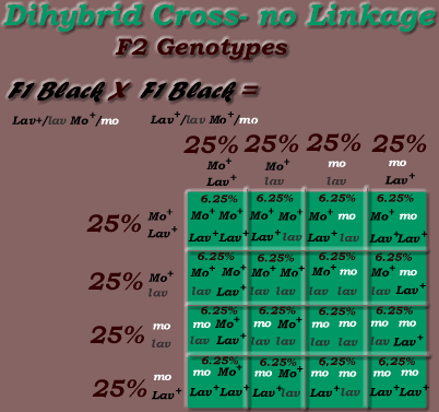 Dihybrid Cross, No Linkage