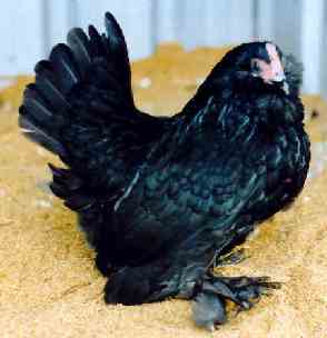 Black d'Uccle hen