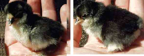 Black Mottled chickens