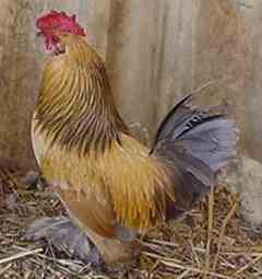 Blue Buff Columbian rooster