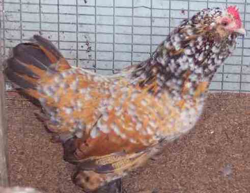 Blue Millefleur pullet