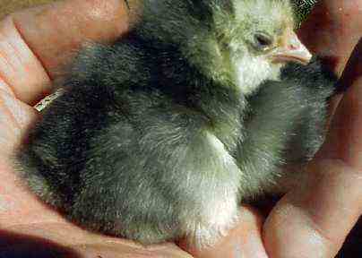 Blue Mottled chicken