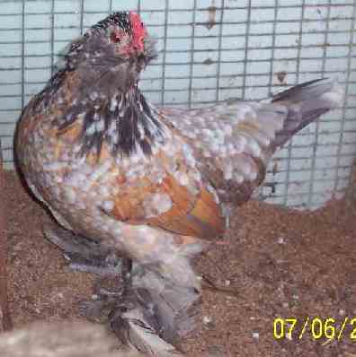 Blue Millefleur pullet