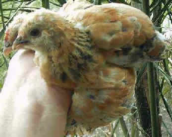 Blue Millefleur pullet