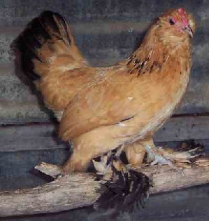 Buff Columbian (Fawn Ermine)