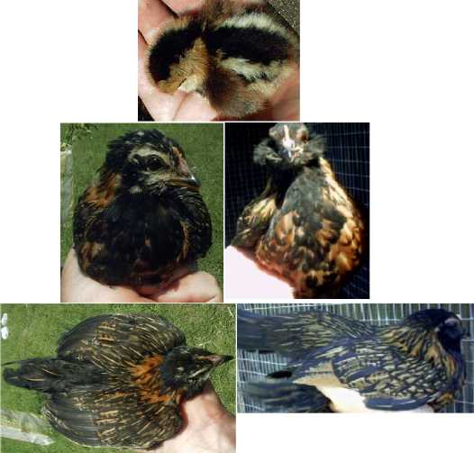 Brassy Back hen, from day-old to young pullet