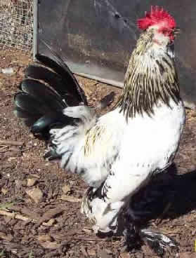 Ermine (Columbian) cockerel