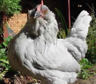 Lavender d'Uccle hen