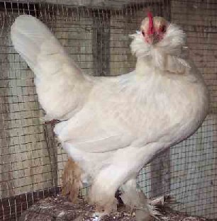 Lavender Buff Columbian pullet