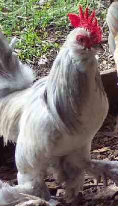 Lavender Columbian cockerel