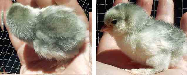 Lavender Mottled chickens