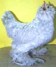 Lavender Mottled hen