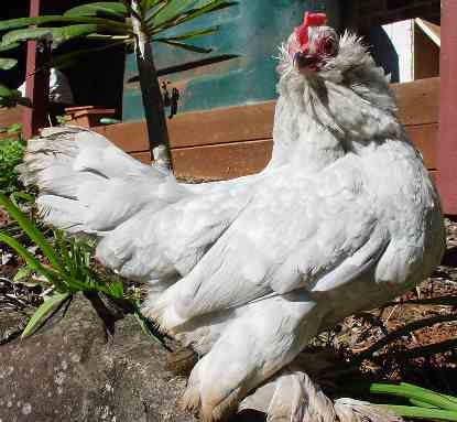 Lavender Mottled hen