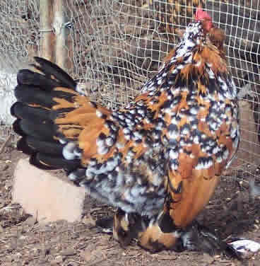 Millefleur pullet