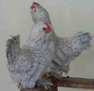 Silver Porcelaine d'Uccle hens