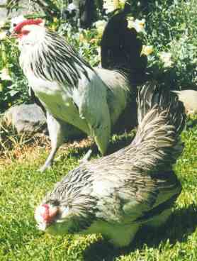 Silver Quail d'Anver pair