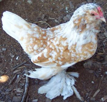 Splash Millefleur pullet