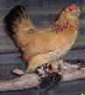 discontented hen