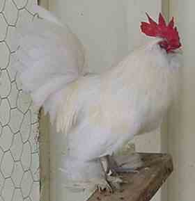 White d'Uccle rooster